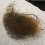 Darker woolly mammoth hair ball