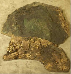 Warrior skull, flattened by pressure of earth and later burials
