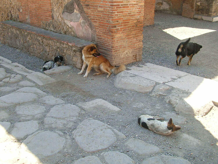 Dogs Of Pompeii
