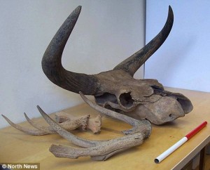 Aurochs skull and red deer antlers
