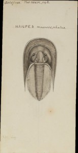 Harpes macrocephalus, from Fossil notebook by Henry James Spread