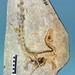 Sinosauropteryx fossil showing stripes on tail