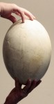 Fossilized elephant bird egg