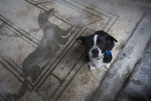 Vettius the dog guards the mosaic depicting one of his ancestors
