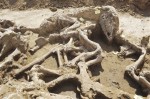 More horse skeletons