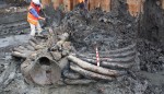 Right whale skeleton excavated on the Thames banks
