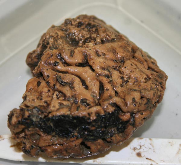 Delicious Heslington brains, 2500 years old