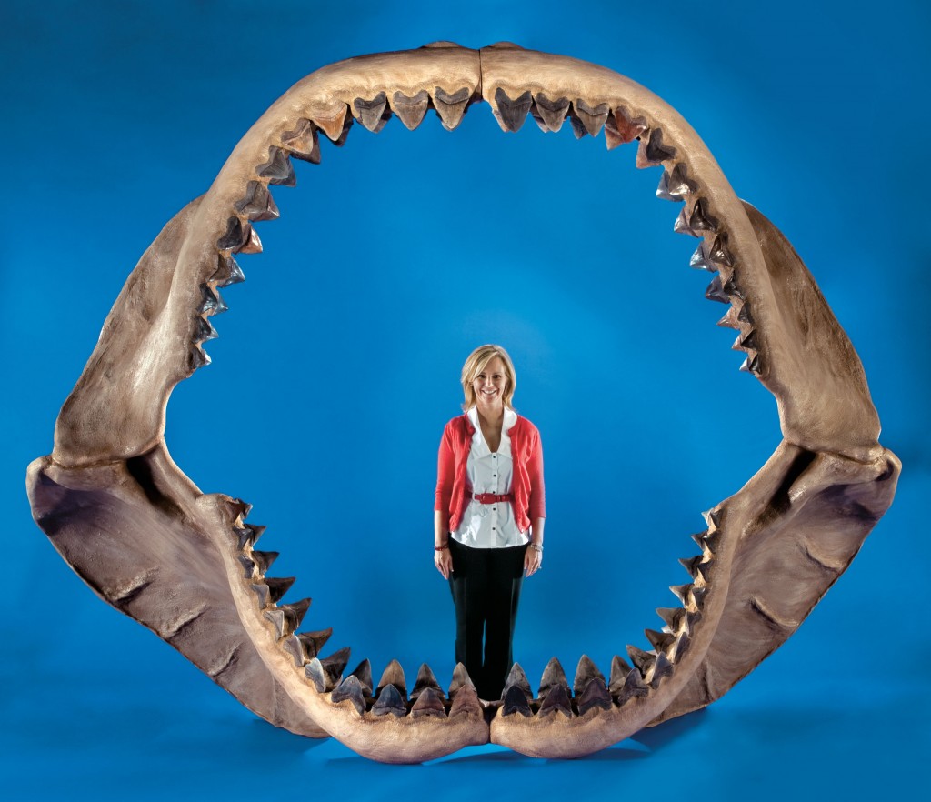 Largest Megalodon jaw fossil