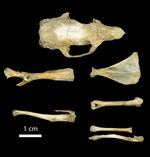 Guinea pig bones found in Mons, Belgium