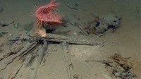 An anemone makes its home on a musket