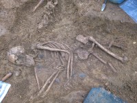 Copper broaches, beads found buried with high-status woman (and cow)