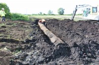 44-foot-long fenland black oak trunk excavated September 25, 2012