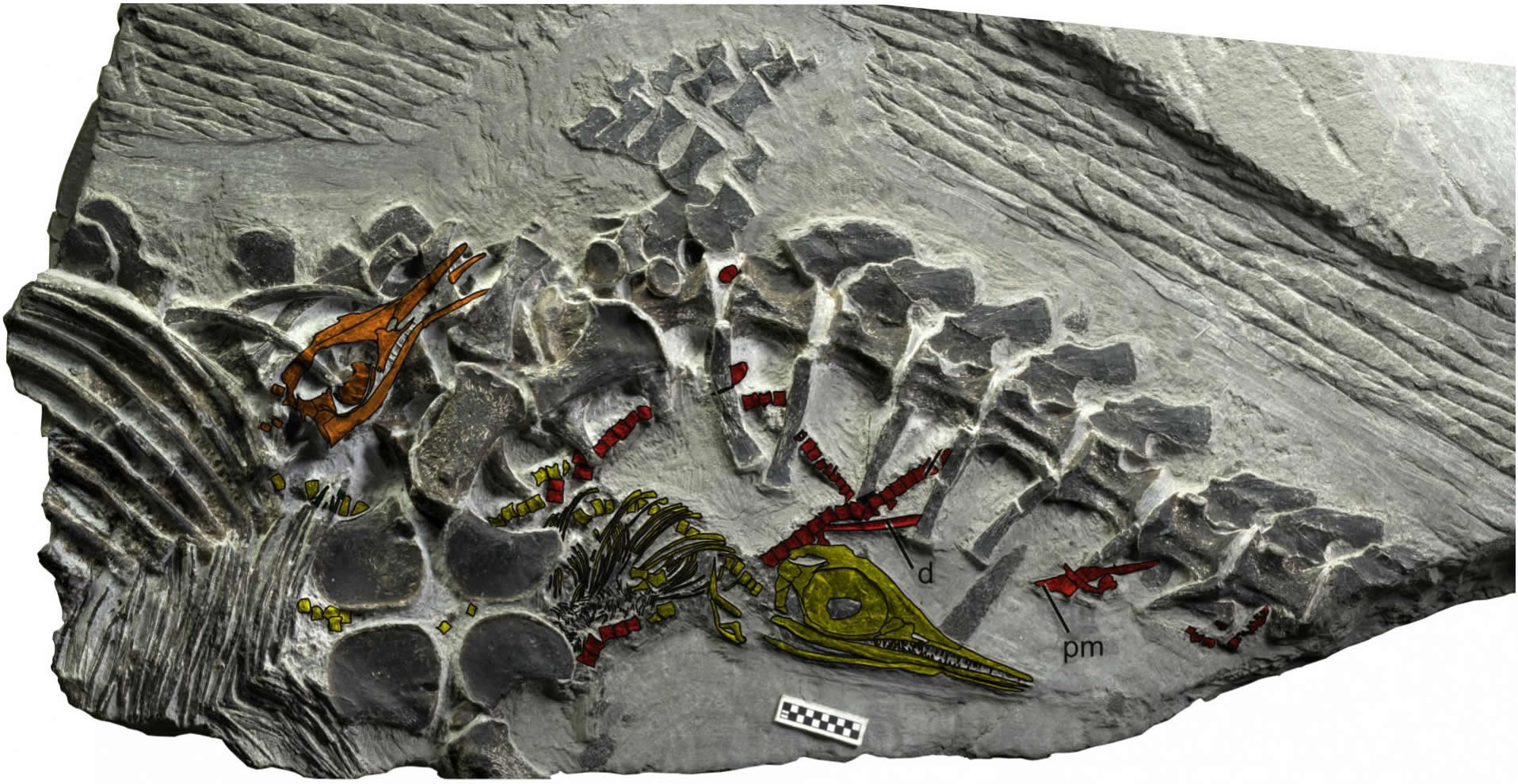 Ichthyosaur fossil captures oldest reptile live birth.