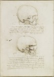 Skull without a bottom jaw, RL 19057 verso, Royal Collection Windsor Castle