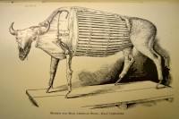Partially completed armature for taxidermy bison, drawing from Hornaday's 1891 book "Taxidermy and Zoological Collecting"