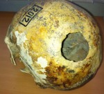 Skull from Kyzyl-Dzhar-V, 40-year-old man, 4th-3rd c. B.C.