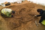 Iron Age horse and chariot burial excavation. Photo by David Wilson.