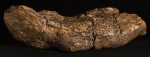 The Lloyds Bank Coprolite. Photo courtesy the York Archaeological Trust.