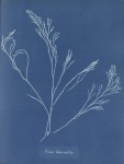 "Fucus tuberculatus" in Photographs of British Algae by Anna Atkins, 1843-1853. Purchased with the support of BankGiro Lottery, the W. Cordia Family/Rijksmuseum Fund and the Paul Huf Fund/Rijksmuseum Fund.