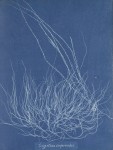 "Gigartina confervoides" in Photographs of British Algae by Anna Atkins, 1843-1853. Purchased with the support of BankGiro Lottery, the W. Cordia Family/Rijksmuseum Fund and the Paul Huf Fund/Rijksmuseum Fund.