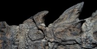 Nodosaur's armour ridges. Photo by Robert Clark for National Geographic.