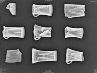 X-ray of Hegra axes shows metal elements inside them. Photo by NTNU.
