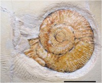 Fossil of ammonite Subplanites rueppellianus, producer of the 8.5-meter drag mark. Touchdown mark bottom left. Lomax DR, Falkingham PL, Schweigert G, Jiménez AP (2017)