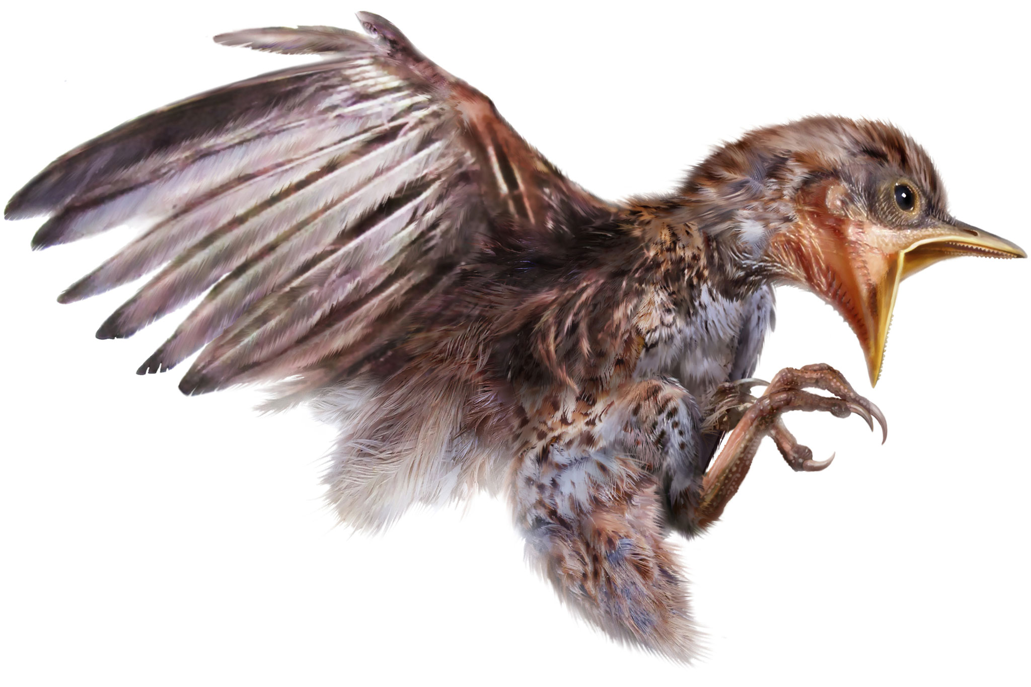 Reconstruction-of-bird-as-positioned-in-amber.jpg