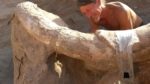 Peter Houde excavates Stegomastodon trunk. Photo by Peter Houde.