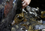 INAH archaeologist Alejandra Molina works on the skull of the young wolf. Photo by REUTERS/Henry Romero.