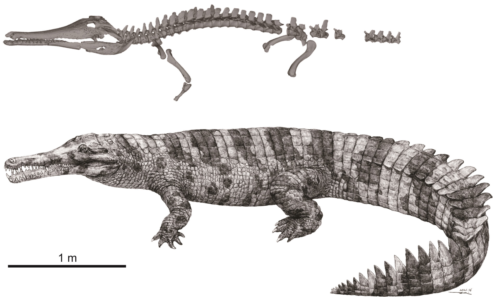 Extinct crocodilian may have been ritually beheaded