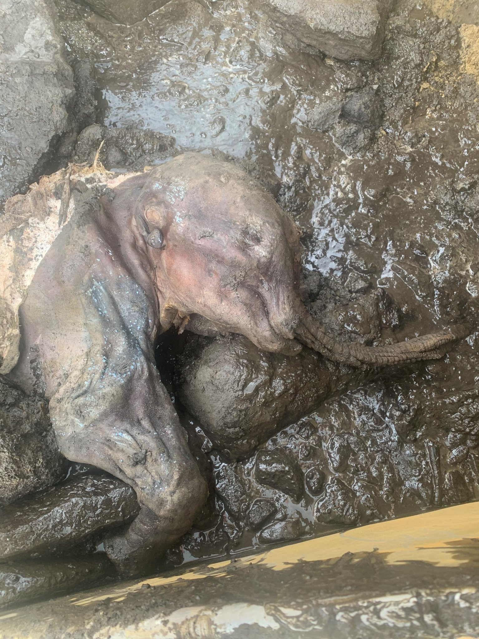 Whole baby mammoth found in Yukon gold mine