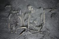 Photograph of skeletal remains of sacrificed eagle (left) and spider monkey (right). Photo courtesy the Project Plaza of the Columns Complex.