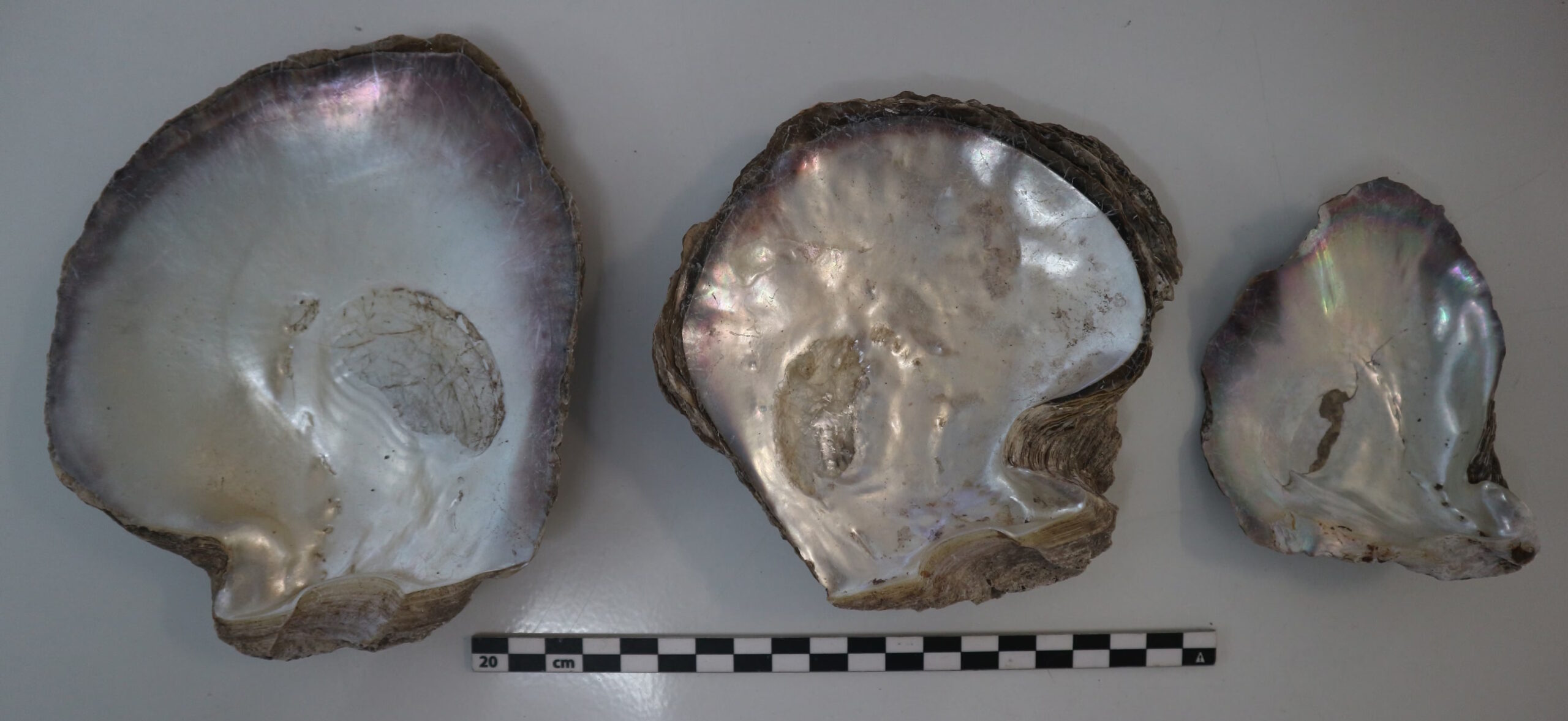 19th c. pearl shells unearthed in French Polynesia