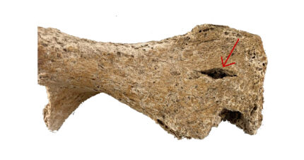Pelvic bone with trauma from a lance tip. Photo courtesy S. Strang, Novetus.