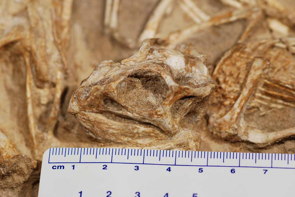 Echoes of the Past: Unveiling the Protoceratops Family Nest in Mongolia’s Dino Dynasty