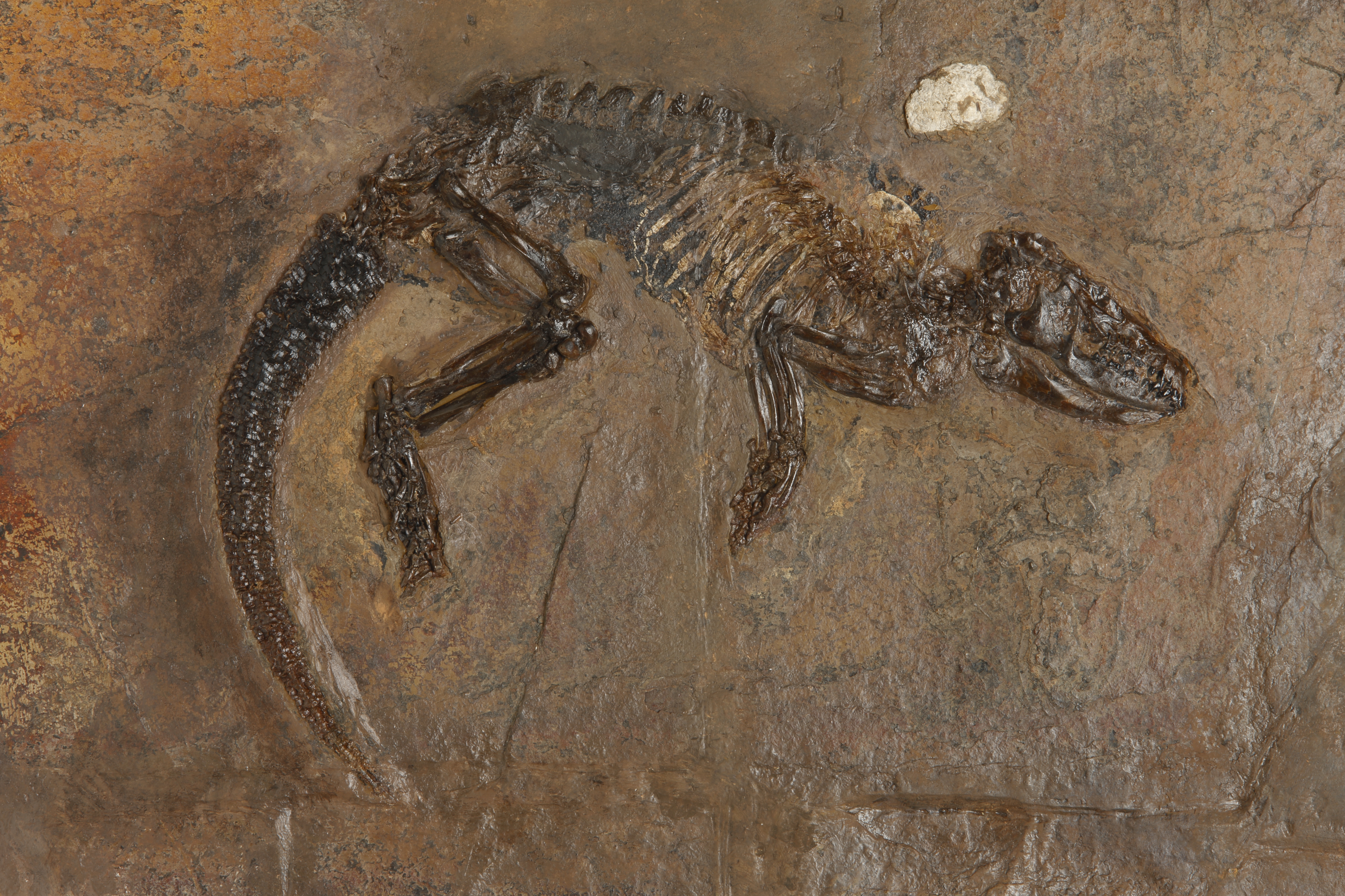 Ископаемый ящер. Кювье палеонтология. Pholidocercus hassiacus. Окаменевшие кости динозавров.