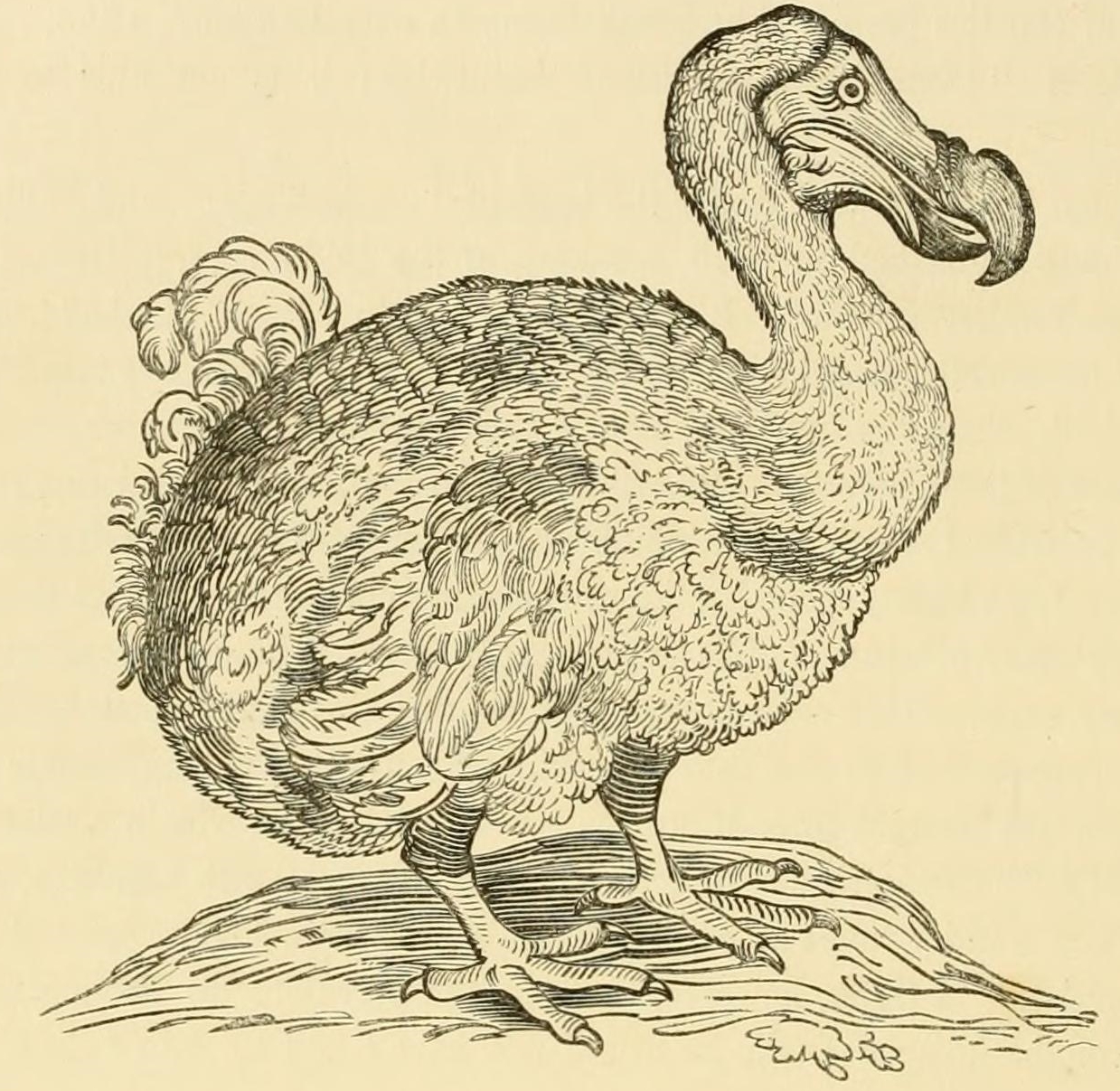 Misunderstood dodo gets its due – The History Blog