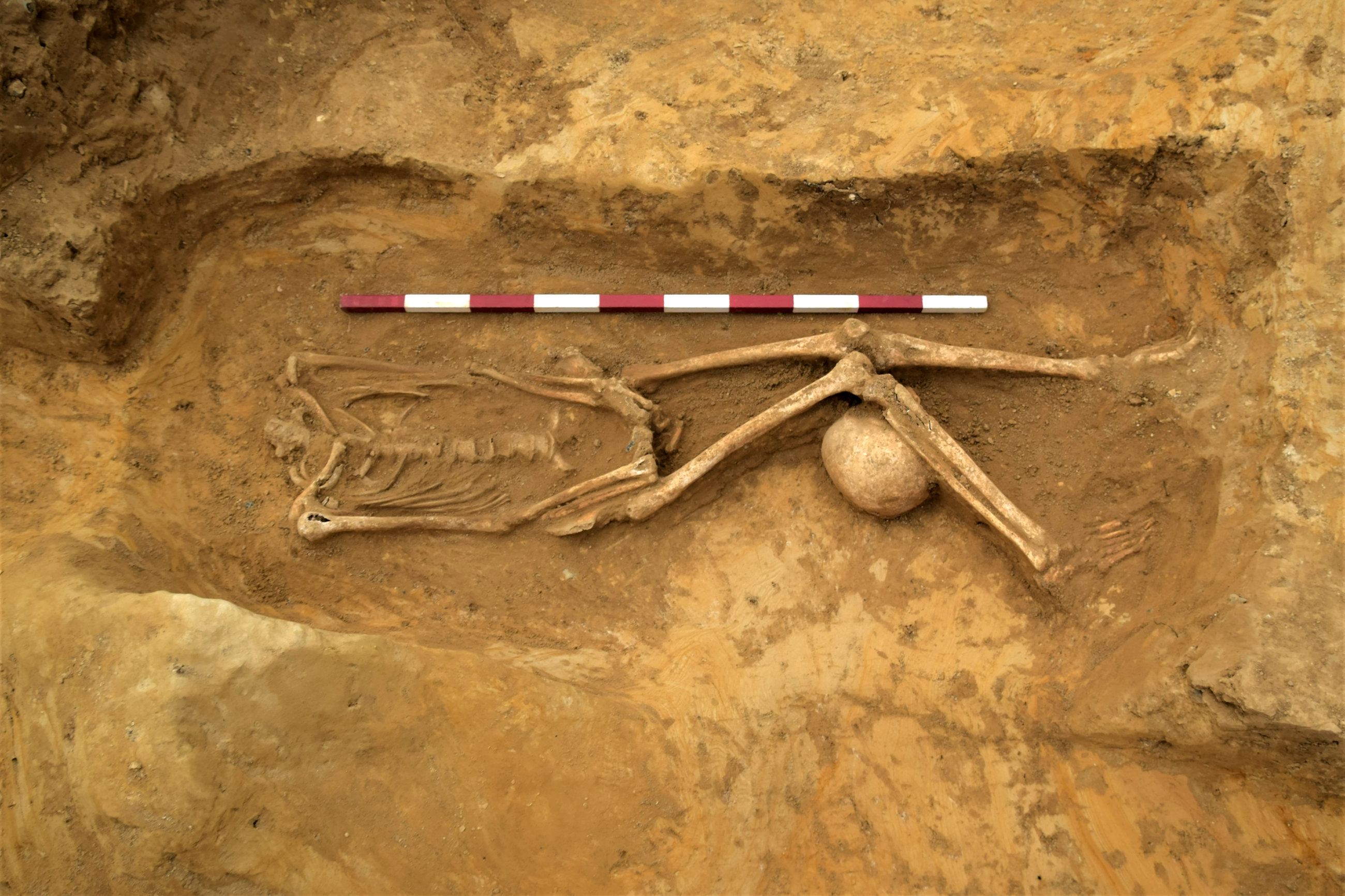 В 19 веке в колумбии археологи. Скелет великана археологическая находка. Археологические раскопки великанов. Архиалагические скилети.