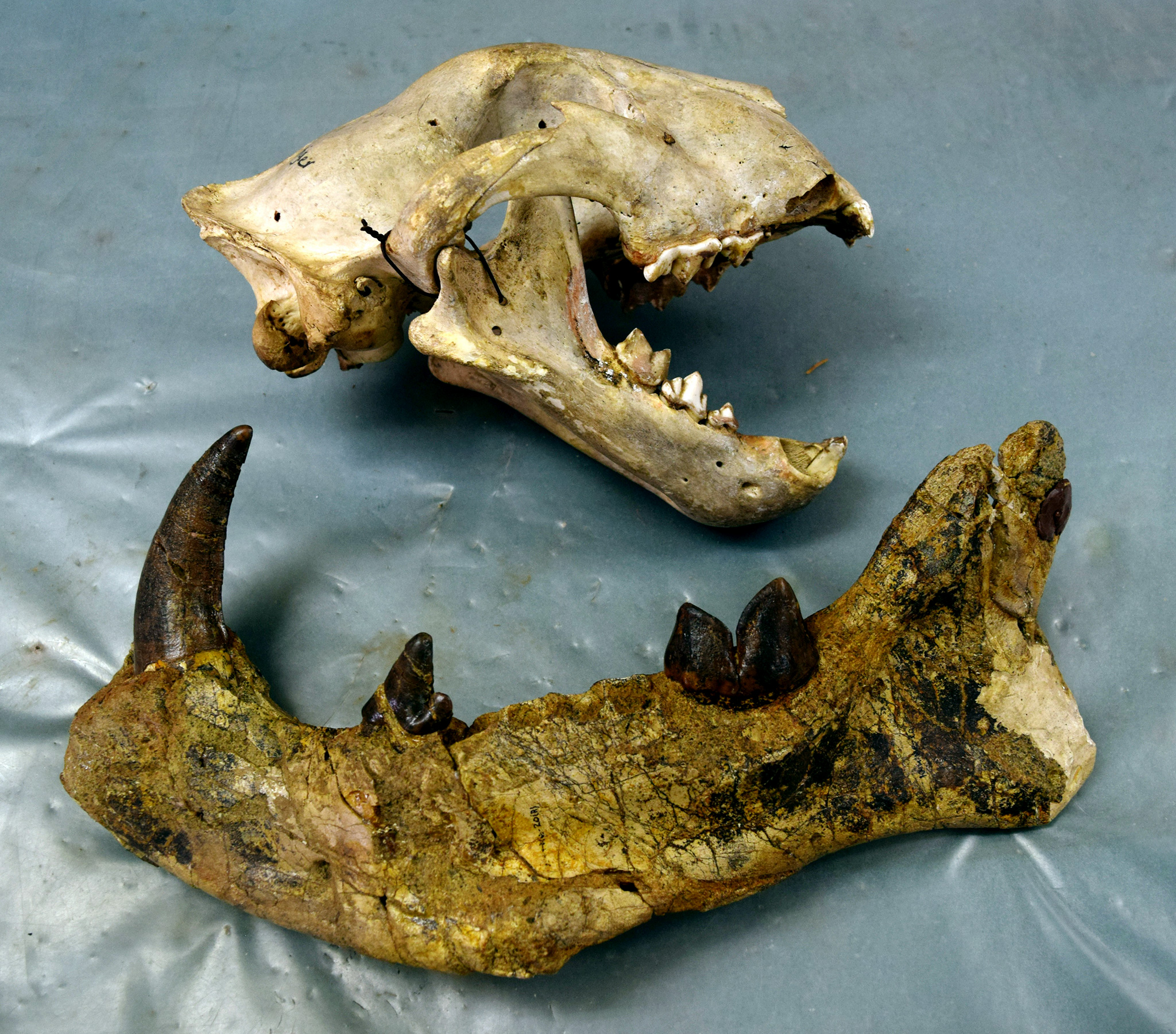 Fossils of new giant carnivore species found in Kenya museum cabinet – The History Blog