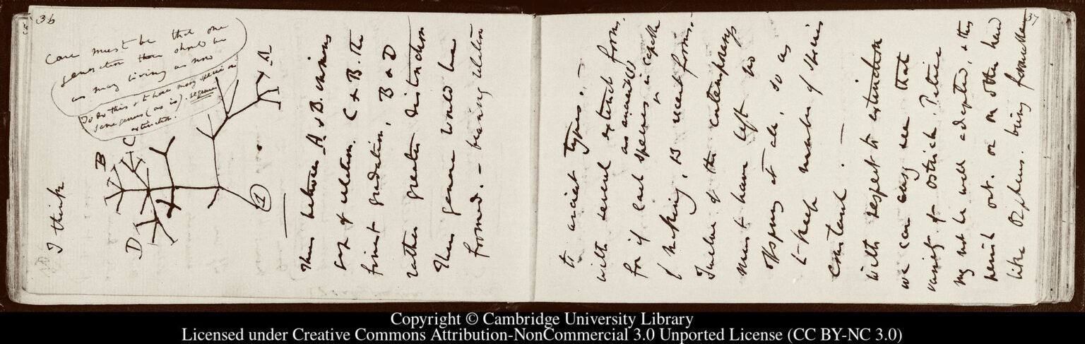 Darwin’s Tree of Life notebook stolen – The History Blog