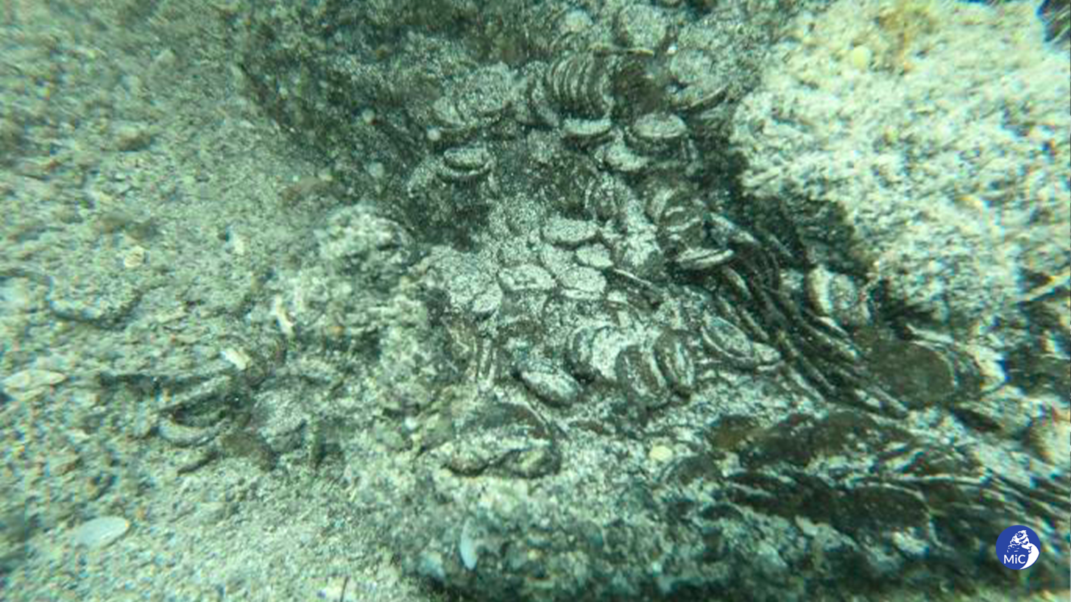 Thousands of 4th c. coins found off Sardinia coast – The History Blog